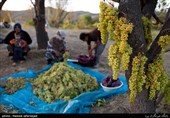 برداشت انگور یکی از منابع درآمدی کشاورزان روستای بشدره از توابع راز و جرگلان خراسان شمالی می باشد