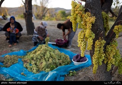 برداشت انگور یکی از منابع درآمدی کشاورزان روستای بشدره از توابع راز و جرگلان خراسان شمالی می باشد