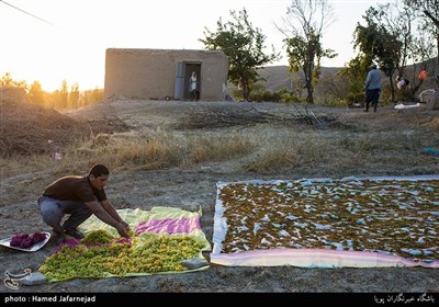 برداشت انگور و کشمش یکی از منابع درآمدی کشاورزان روستای بشدره از توابع راز و جرگلان خراسان شمالی می باشد