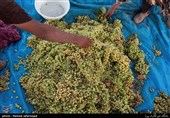 برداشت انگور یکی از منابع درآمدی کشاورزان روستای بشدره از توابع راز و جرگلان خراسان شمالی می باشد