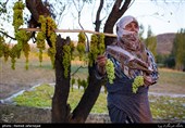 برداشت انگور یکی از منابع درآمدی کشاورزان روستای بشدره از توابع راز و جرگلان خراسان شمالی می باشد