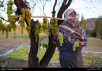 برداشت انگور یکی از منابع درآمدی کشاورزان روستای بشدره از توابع راز و جرگلان خراسان شمالی می باشد