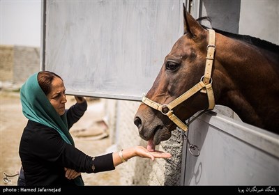 پرورش اسب ترکمن در شهرستان راز و جرگلان - استان خراسان شمالی