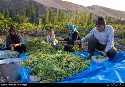 برداشت انگور یکی از منابع درآمدی کشاورزان روستای بشدره از توابع راز و جرگلان خراسان شمالی می باشد