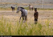 پرورش اسب ترکمن در شهرستان راز و جرگلان - استان خراسان شمالی