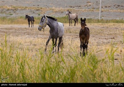 پرورش اسب ترکمن در شهرستان راز و جرگلان - استان خراسان شمالی