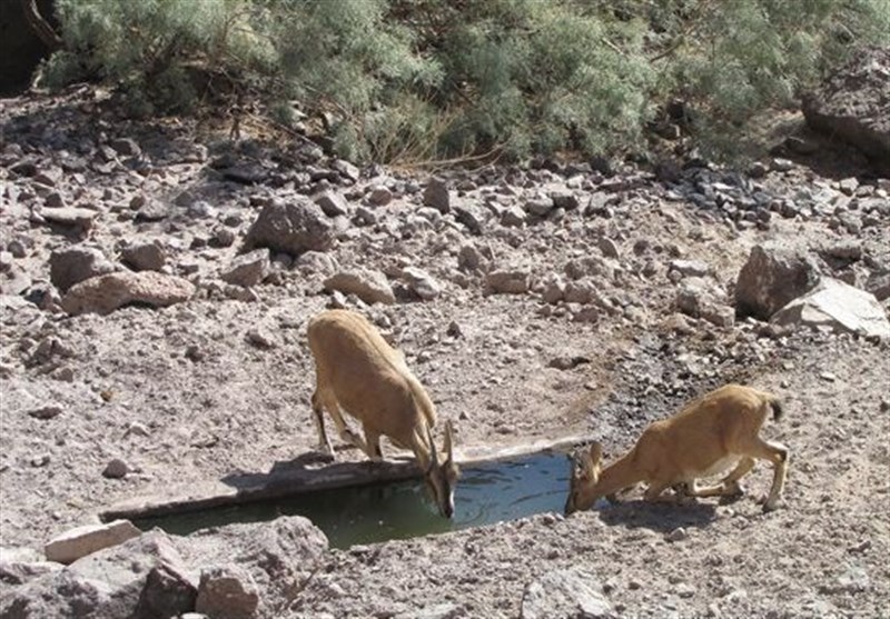آبشخور مهم حیات وحش در منطقه شکار ممنوع کوه سیاه دشتستان بازسازی شد