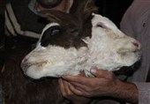 تولد گوساله‌ای با دو سر در بستان آباد +عکس