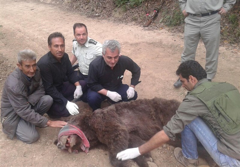 خرس قهوه‌ای صالح‌آباد به پناهگاه حیات وحش سمسکنده ساری منتقل شد