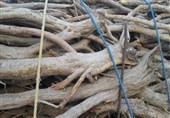 56 تن چوب جنگلی قاچاق در مازندران کشف شد