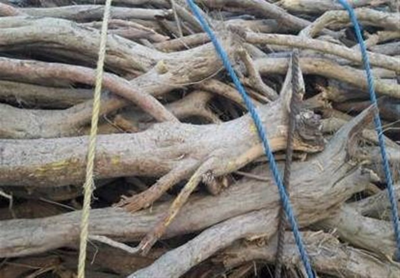 56 تن چوب جنگلی قاچاق در مازندران کشف شد