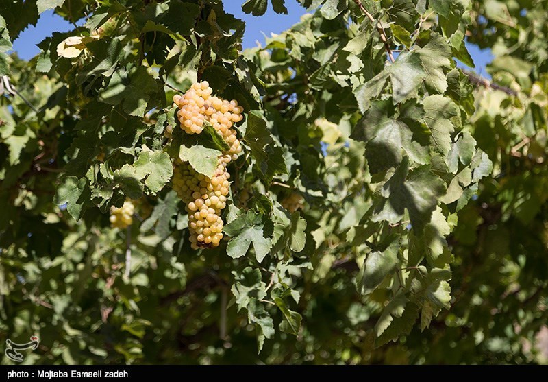 لرستان| 800 هکتار طرح توسعه باغات در اراضی شیب‌دار و کم بازده انجام شد