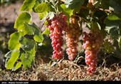 ارومیه| انگور بیشترین خسارت را در سرمازدگی اخیر آذربایجان غربی دیده است