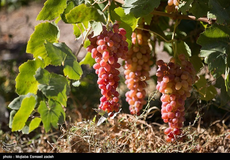 ارومیه| انگور بیشترین خسارت را در سرمازدگی اخیر آذربایجان غربی دیده است