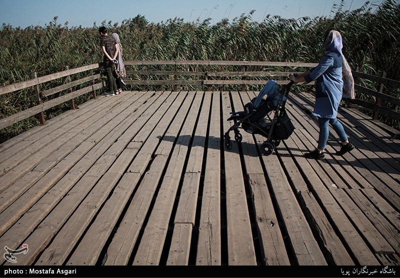 پل چوبی بندر کیاشهر در وضعیت هشدار- عکس خبری تسنیم | Tasnim