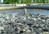 پروژه 20 تنی پرورش ماهی قزل‌آلا در کلاردشت افتتاح شد