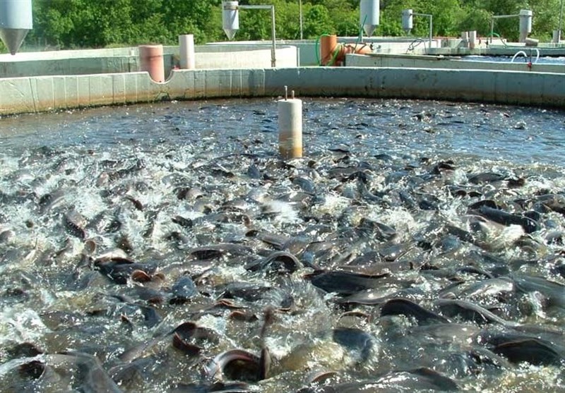 سالانه 170 هزار تن ماهی قزل‌آلا در کشور تولید می‌شود