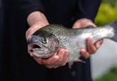 پیشنهاد خرید تضمینی ماهیان سردآبی روی میز مجلس