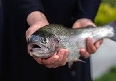  پیشنهاد خرید تضمینی ماهیان سردآبی روی میز مجلس 