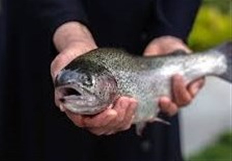 پیشنهاد خرید تضمینی ماهیان سردآبی روی میز مجلس