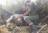 زنده‌گیری و رهاسازی خرس گرفتار در تله در آمل + فیلم و عکس