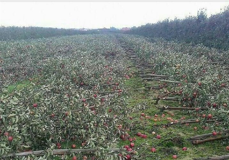 باغ های سیب به زیر برف رفت / محصولات باغداران در حال از بین رفتن است