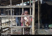 پیشنهادی بین‌المللی برای بهبود روان مسلمانان میانماری