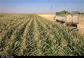 خوزستان| 9 هزار هکتار از اراضی اندیمشک به تولید ذرت دانه‌ای اختصاص یافت