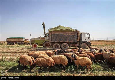 برداشت ذرت در اراک