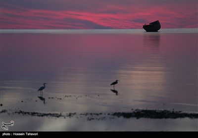 کلبه هور - خلیج فارس