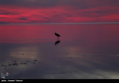 کلبه هور - خلیج فارس