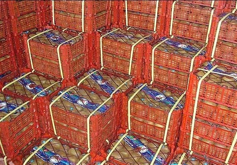 اراک| 1500 تن سیب و پرتقال به منظور میوه شب عید استان مرکزی خریداری شد