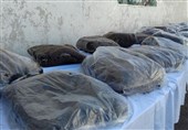 بیش از 450 کیلوگرم تریاک در استان بوشهر کشف شد‌