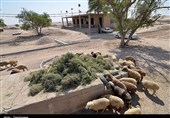 فیلم| 38 روستای ماهشهر فاقد امکانات اولیه است