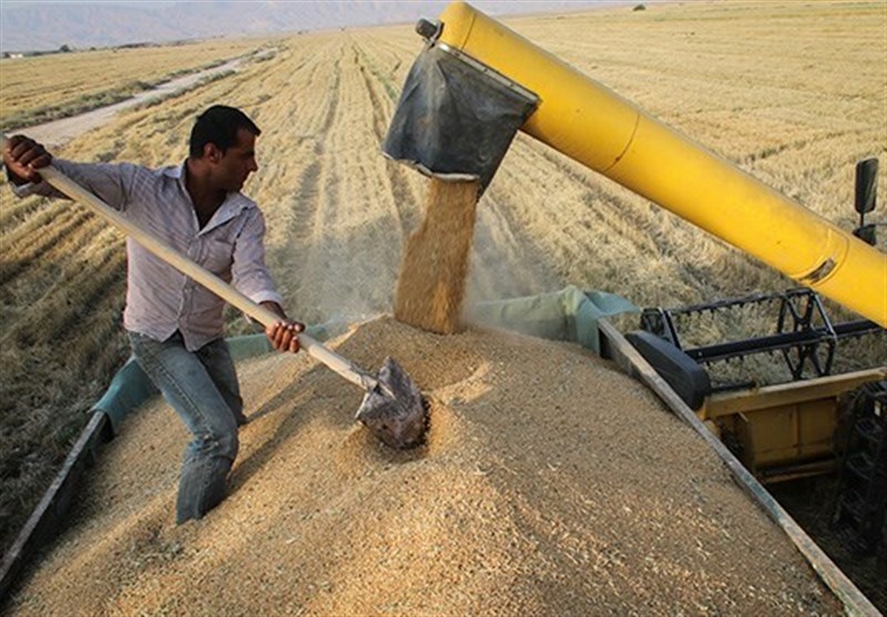 سود تاخیر در پرداخت بهای گندم به کشاورزان پرداخت می‌شود