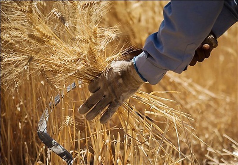 تضمینِ گندم در بورس کالا