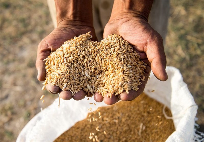 سنندج| 15 هزار تن گندم کردستان به کشور عمان صادر می‌شود