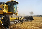 220 تن بذر گندم استان هرمزگان صادر شد