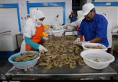 صادرات 500 تن میگوی پرورشی چابهار به خارج از کشور