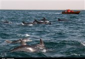 جبیر، دلفین و آکواریوم؛ زیبایی‌های جزیره هنگام در دل خلیج فارس + فیلم