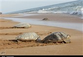 لاک‌پشت‌ها در دنیا به دنبال سواحل پاک برای تخمگذاری هستند