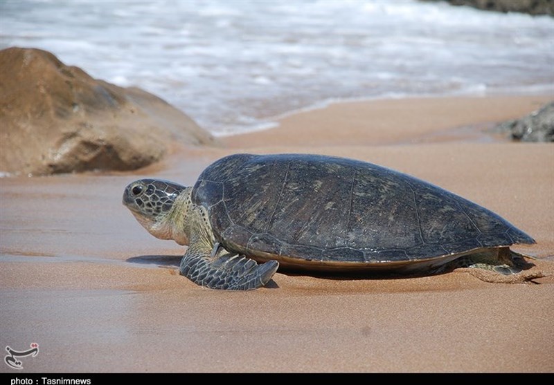 در سواحل هنگام به ویژه در روزهای اول بهار و اردی‌بهشت لاک‌پشت‌ها برای تخمگذاری به ساحل می‌آیند