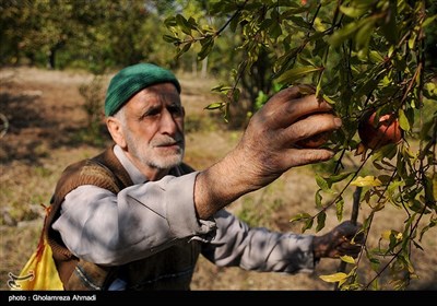 سیاه تِرشی-بهشهر