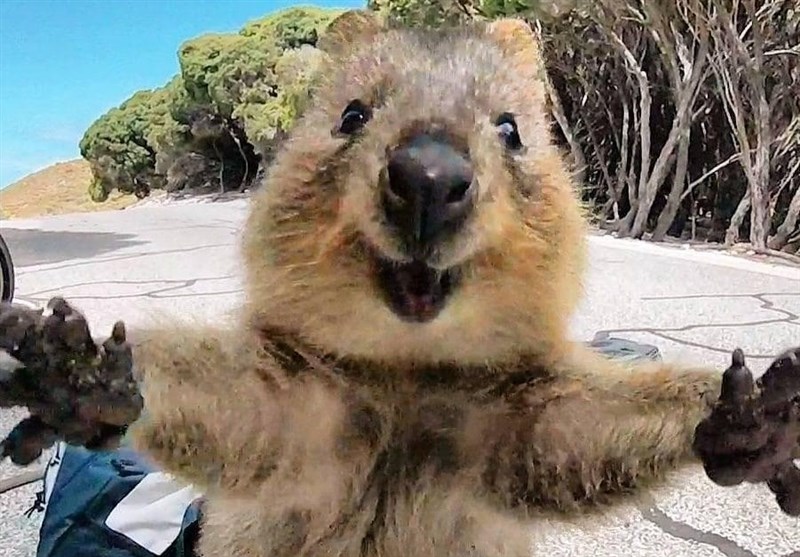 سلفی وزیر گردشگری استرالیا با کوچکترین گونه کانگارو در جهان+تصاویر