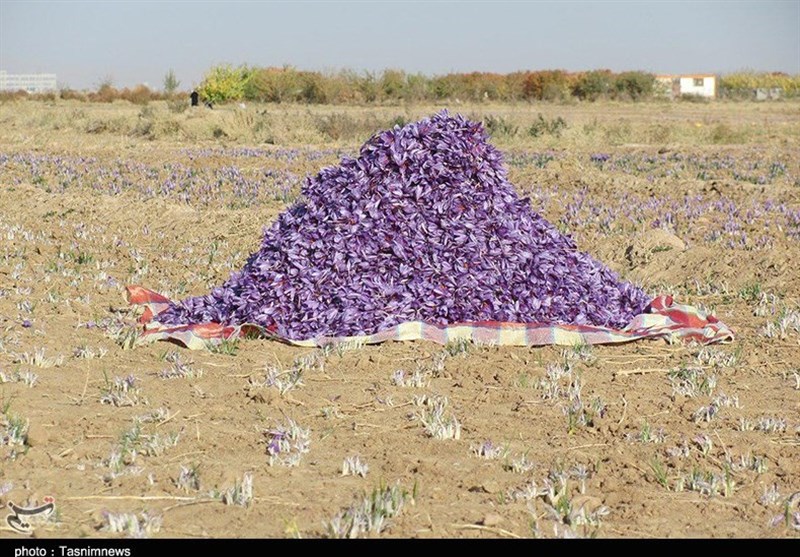 پیش‌بینی تولید 280 کیلوگرم زعفران خشک‌شده از مزارع شاهرود