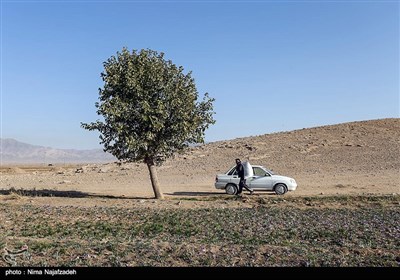 برداشت زعفران در تربت حیدریه