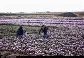 38 تن پیاز زعفران در بین کشاورزان استان اردبیل توزیع شد