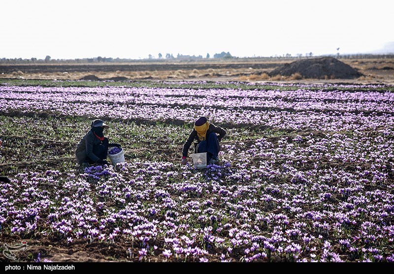 38 تن پیاز زعفران در بین کشاورزان استان اردبیل توزیع شد