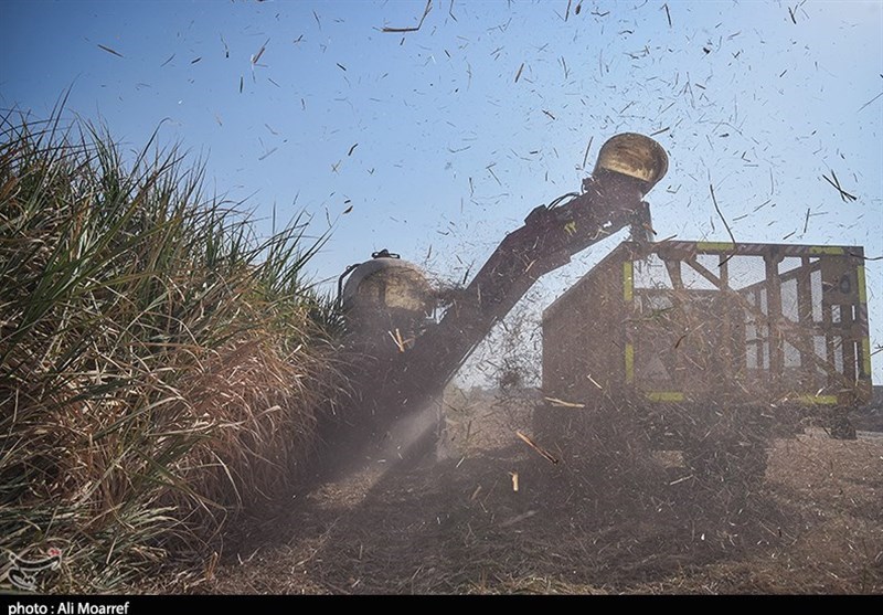 دود حاصل از آتش زدن مزارع نیشکر در راه اهواز + فیلم