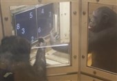 Chimpanzees Shown Spontaneously &apos;Taking Turns&apos; to Solve Number Puzzle